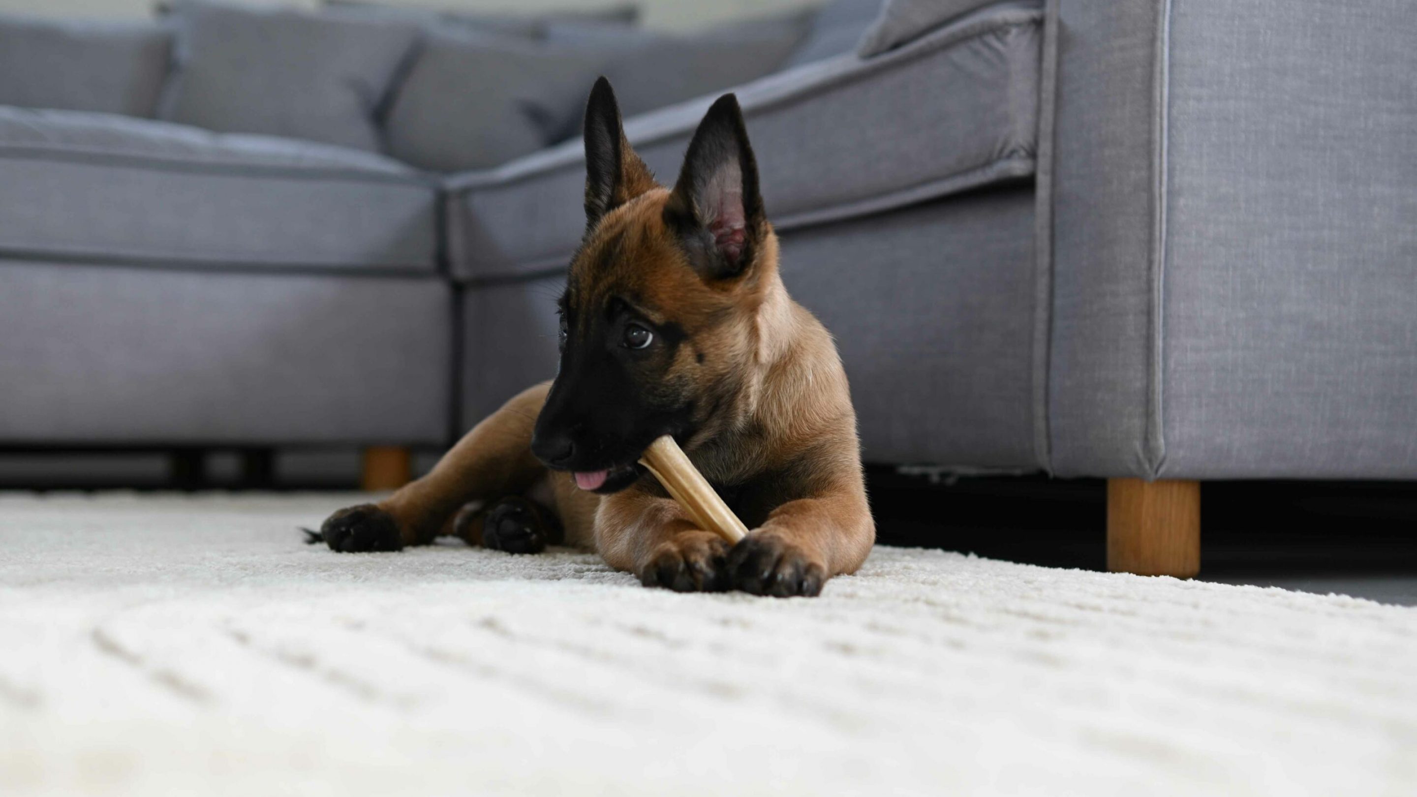 danielamueller-hundetrainerin-leistung-beratung-vor-der-anschaffung-eines-hundes-01