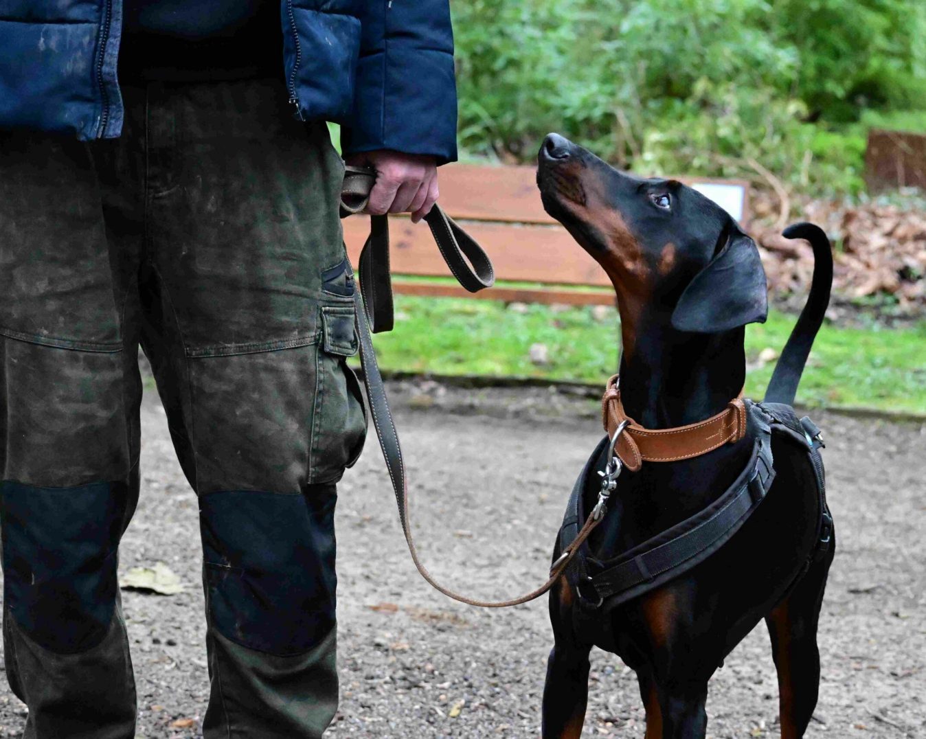 danielamueller-hundetrainerin-leistung-einzeltraining-01